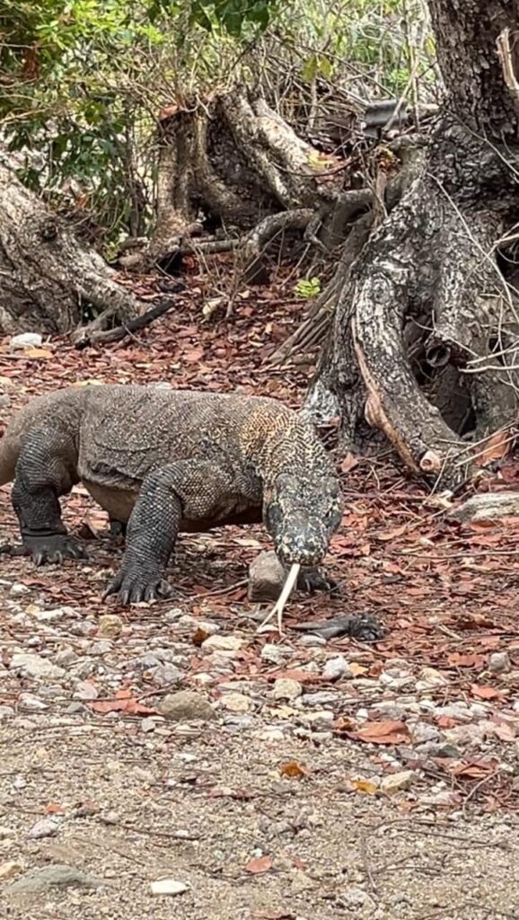 Komodo